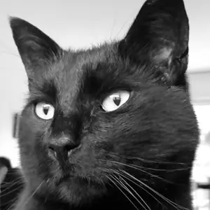 Profile photo of Kkami cat